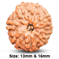 Eight Mukhi Rudraksha